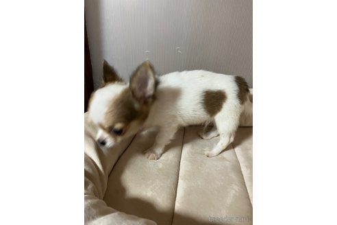 成約済の埼玉県のチワワ(ロングコート)-314883の4枚目