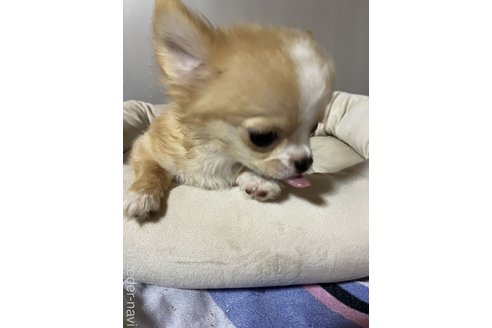 成約済の埼玉県のチワワ(ロングコート)-314885の1枚目