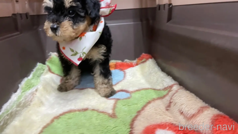 成約済の愛媛県のミックス犬-306661の4枚目