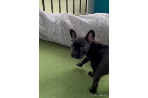 成約済の福岡県のフレンチブルドッグ-314908の2枚目