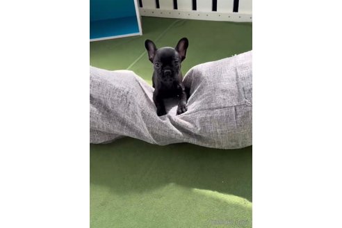 成約済の福岡県のフレンチブルドッグ-314908の3枚目