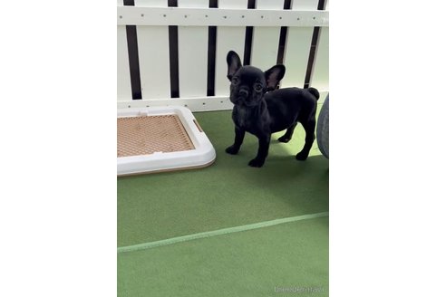 成約済の福岡県のフレンチブルドッグ-314908の4枚目