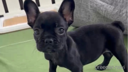 成約済の福岡県のフレンチブルドッグ-314908の1枚目