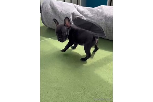 成約済の福岡県のフレンチブルドッグ-314910の3枚目