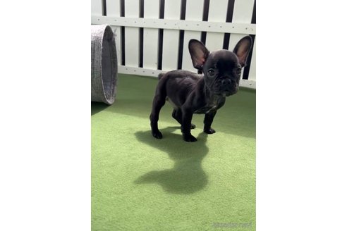 成約済の福岡県のフレンチブルドッグ-314910の4枚目