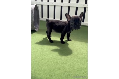 成約済の福岡県のフレンチブルドッグ-314910の5枚目