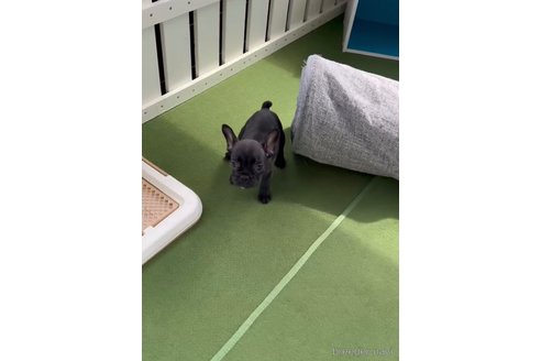 成約済の福岡県のフレンチブルドッグ-314910の2枚目