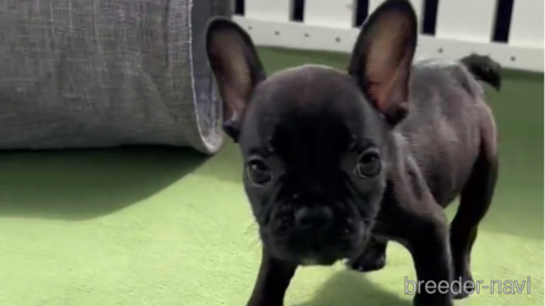 成約済の福岡県のフレンチブルドッグ-314910の1枚目