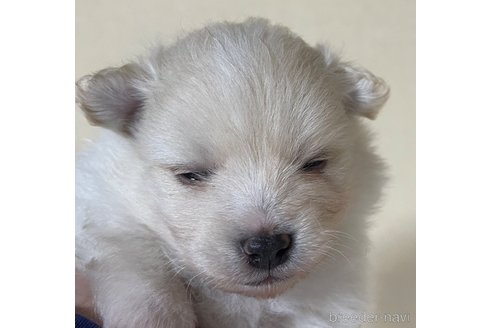 成約済の岡山県のポメラニアン-310276の2枚目