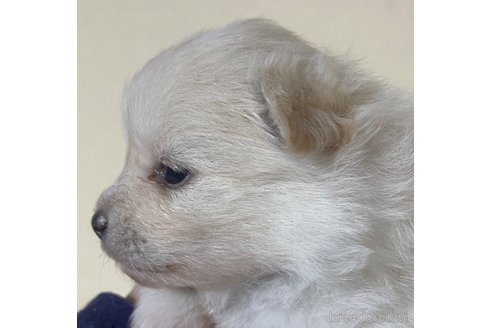 成約済の岡山県のポメラニアン-310276の4枚目