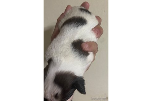 成約済の岡山県のパピヨン-312040の4枚目