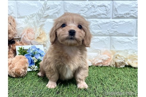 成約済の福岡県のマルックス:マルチーズ×ミニチュアダックスフンド-304257の1枚目