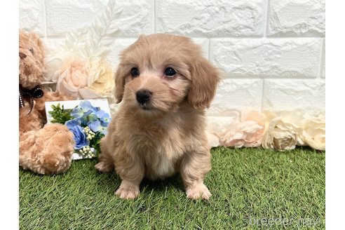 成約済の福岡県のマルックス:マルチーズ×ミニチュアダックスフンド-304257の2枚目