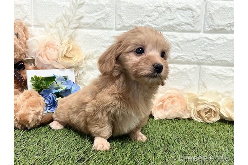 成約済の福岡県のマルックス:マルチーズ×ミニチュアダックスフンド-304257の3枚目