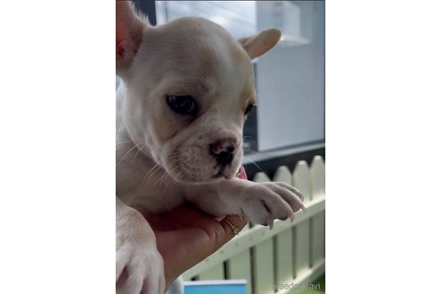 成約済の福岡県のフレンチブルドッグ-314415の2枚目