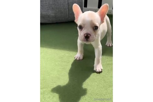 成約済の福岡県のフレンチブルドッグ-314415の3枚目