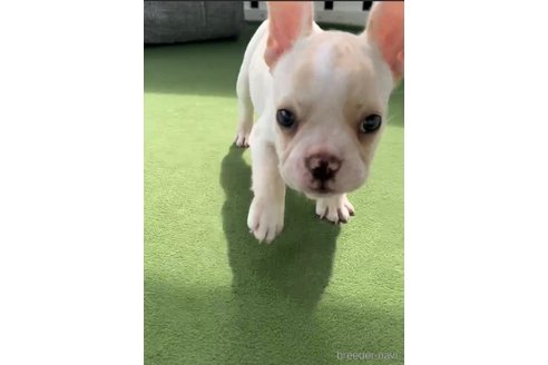 成約済の福岡県のフレンチブルドッグ-314415の4枚目