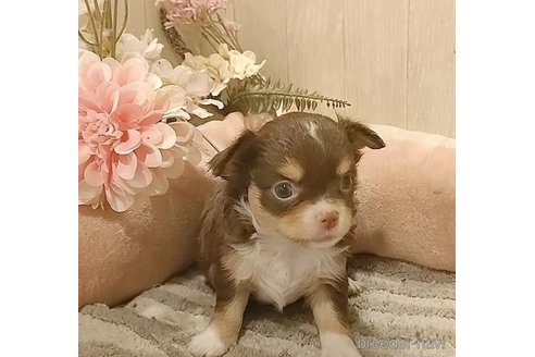 成約済の愛知県のチワワ(ロングコート)-314936の5枚目