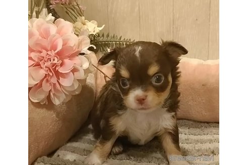 成約済の愛知県のチワワ(ロングコート)-314936の3枚目