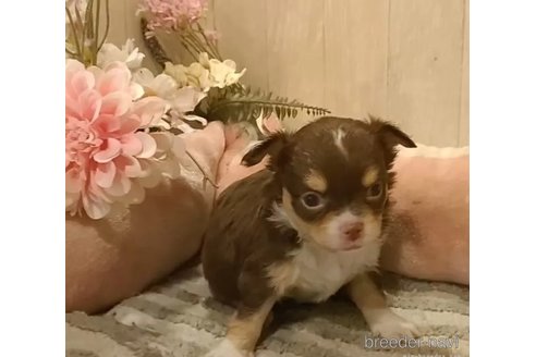 成約済の愛知県のチワワ(ロングコート)-314936の2枚目