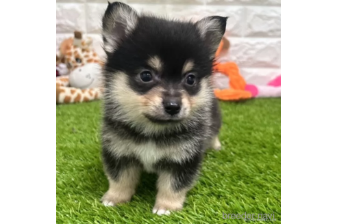成約済の愛知県のミックス犬-313621の1枚目