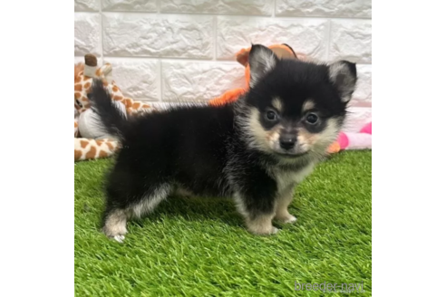成約済の愛知県のミックス犬-313621の2枚目