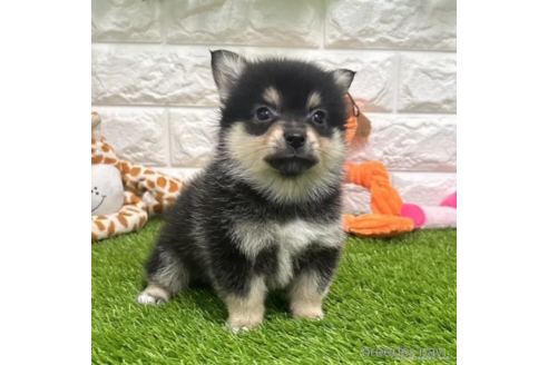 成約済の愛知県のミックス犬-313621の4枚目