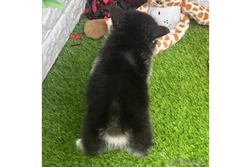 成約済の愛知県のミックス犬-313621の5枚目