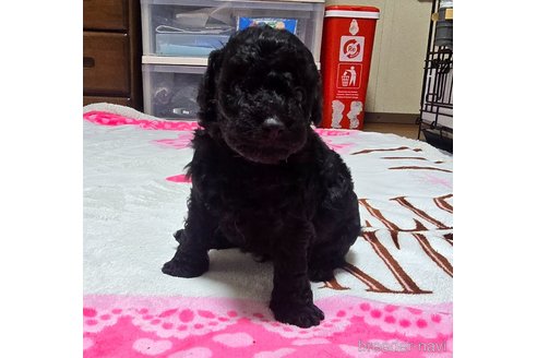 成約済の岡山県のトイプードル-311889の16枚目