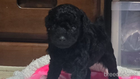 成約済の岡山県のトイプードル-311889の15枚目