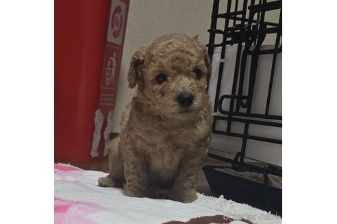成約済の岡山県のトイプードル-311894の25枚目