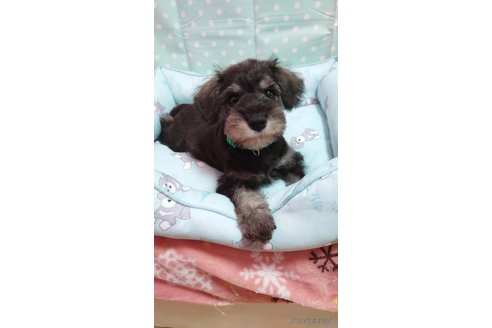 成約済の埼玉県のミニチュアシュナウザー-311537の4枚目