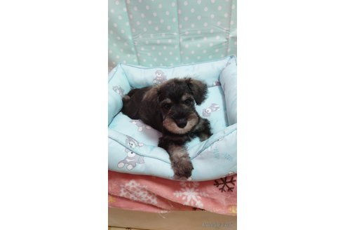 成約済の埼玉県のミニチュアシュナウザー-311537の3枚目