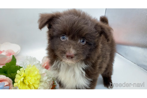 成約済の東京都のミックス犬-312999の2枚目