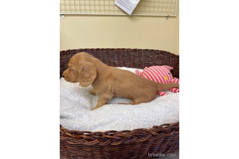 成約済の愛知県のミニチュアダックスフンド(ロングヘアード)-314989の3枚目