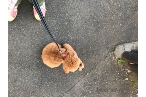 成約済の埼玉県のトイプードル-270724の3枚目