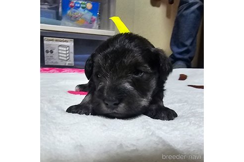 成約済の岡山県のミニチュアシュナウザー-313757の24枚目