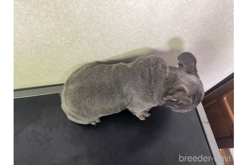 成約済の奈良県のフレンチブルドッグ-315007の5枚目