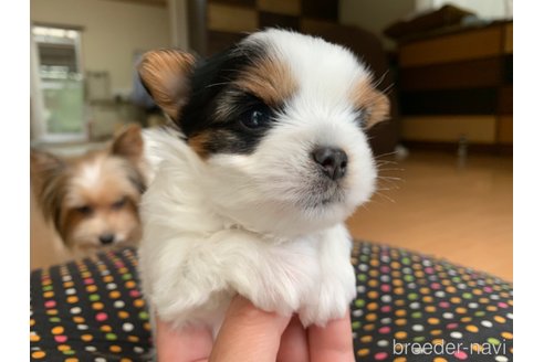 成約済の大分県のビューワーテリア-314999の11枚目