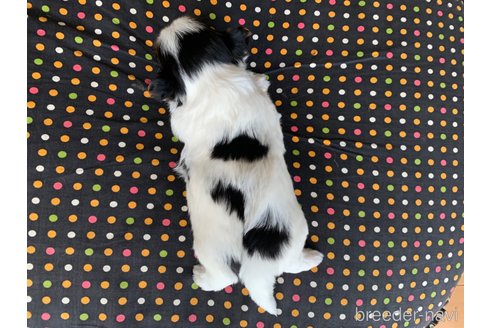 成約済の大分県のビューワーテリア-314999の9枚目
