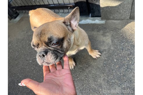 イブちゃん1枚目