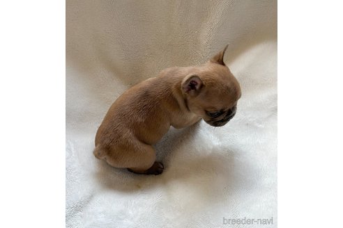 成約済の山口県のフレンチブルドッグ-311323の9枚目