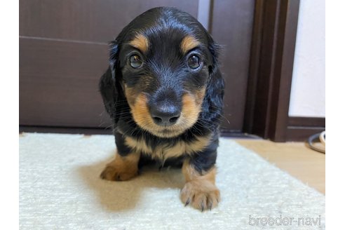 販売中の神奈川県のカニンヘンダックスフンド(ロングヘアード)-310135の1枚目