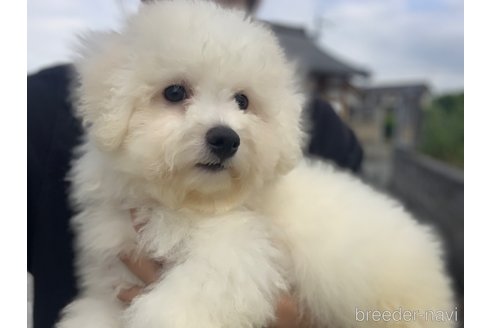 成約済の滋賀県のビションフリーゼ-298163の2枚目