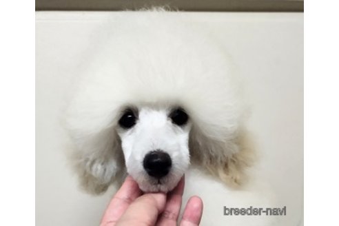 成約済の埼玉県のトイプードル-306027の1枚目
