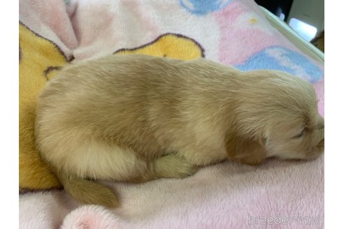 成約済の鹿児島県のゴールデンレトリーバー-315031の5枚目