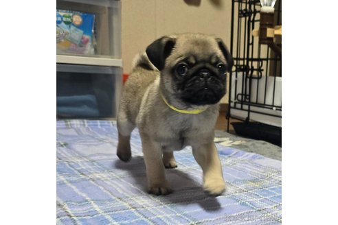 成約済の岡山県のパグ-304624の3枚目
