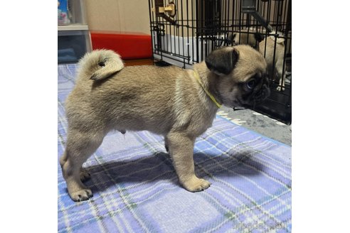 成約済の岡山県のパグ-304624の2枚目