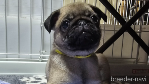 成約済の岡山県のパグ-304624の1枚目