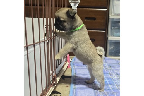 成約済の岡山県のパグ-304620の4枚目